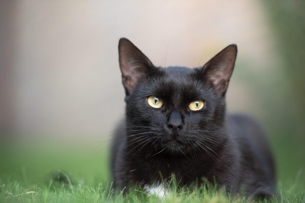 Adult cat
