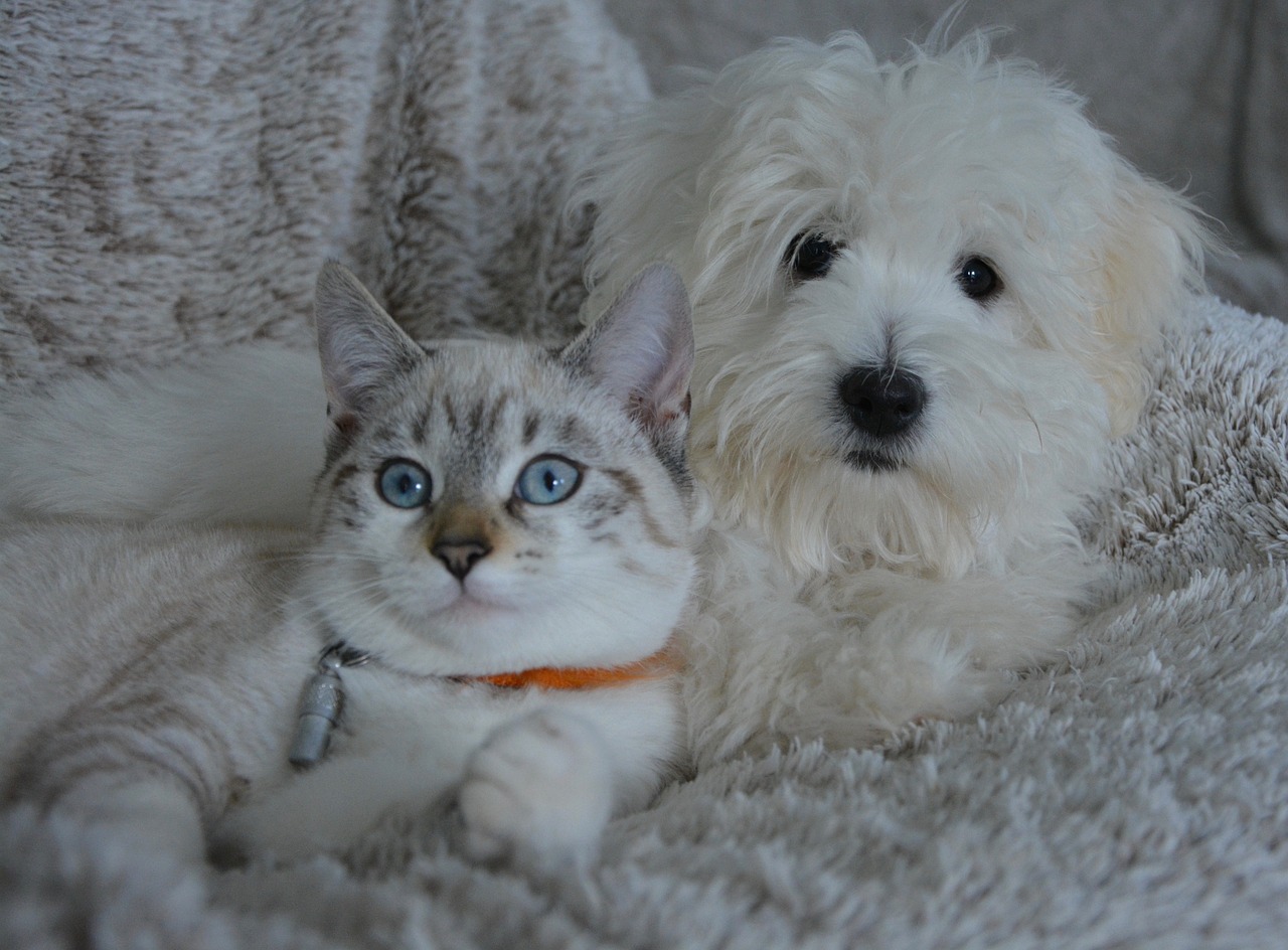 Dog and cat cuddle
