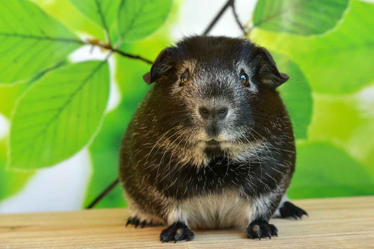Guinea pig