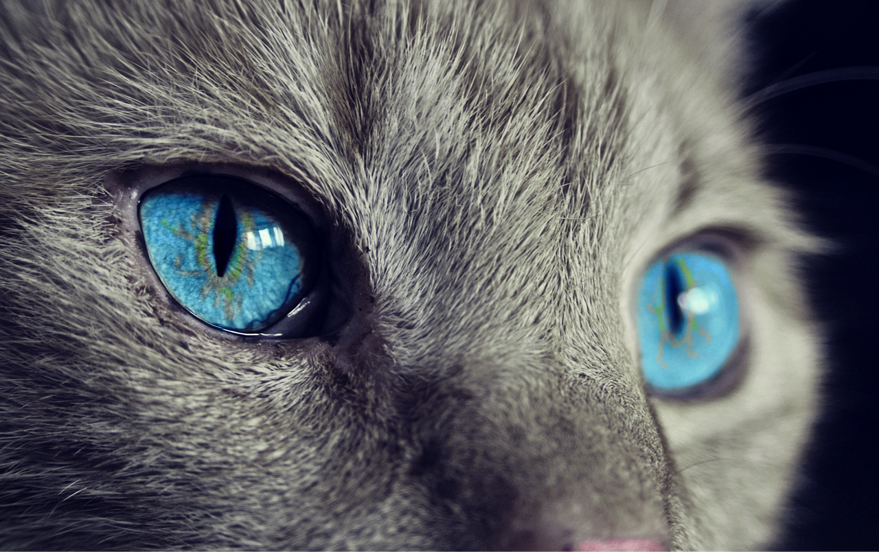 cats eyes