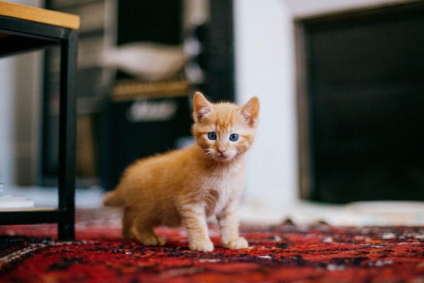 new kitten