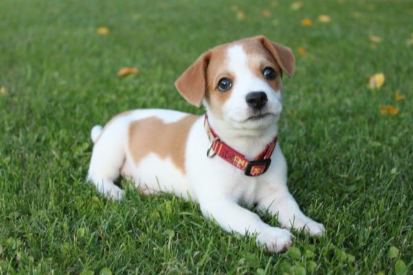 new puppy owner guide