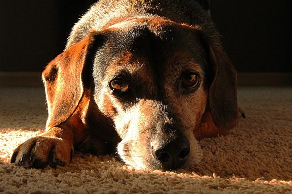 arthritis in dogs