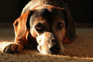 dog arthritis