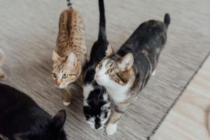 multi cat household