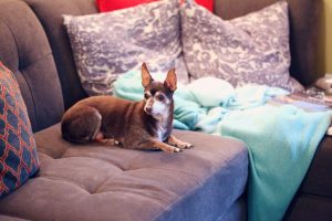 dog on sofa