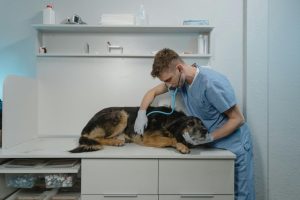 vet check