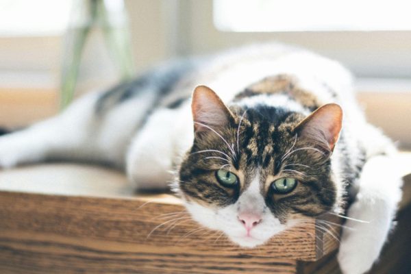 arthritis in cats