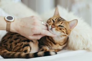arthritis in cats